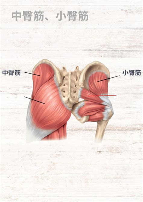 臀部肉|臀部の筋肉【大臀筋,中臀筋,小臀筋,梨状筋,内閉鎖筋,外閉鎖筋,上。